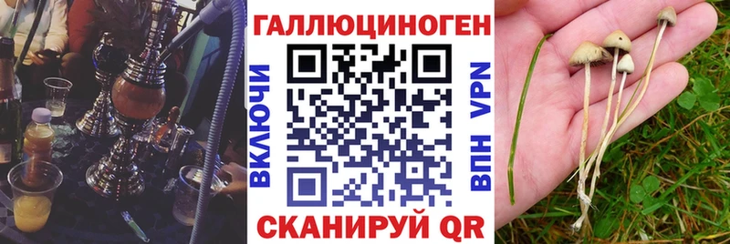 Псилоцибиновые грибы Psilocybe  omg как зайти  Ленинск-Кузнецкий 